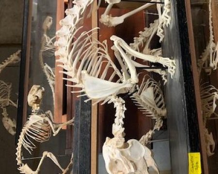 Rabbit Skeleton